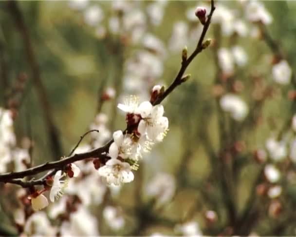 Albaricoque de flor — Vídeo de stock