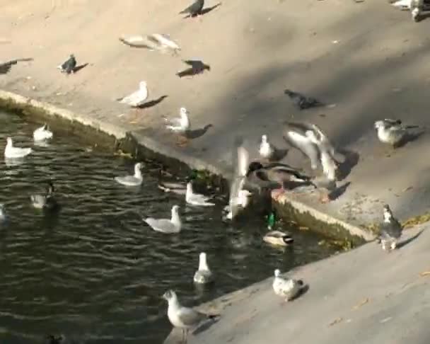 Aves en el estanque — Vídeos de Stock