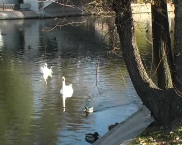 Oiseaux à l'étang 