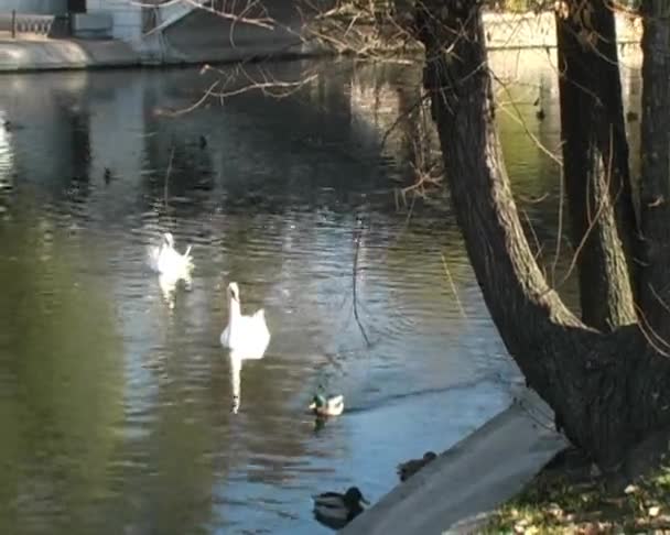 Birds at pond — Stock Video