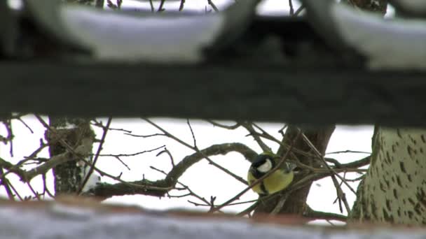 Blaumeisen im Winter — Stockvideo