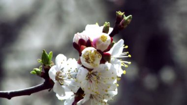 Blossom kayısı