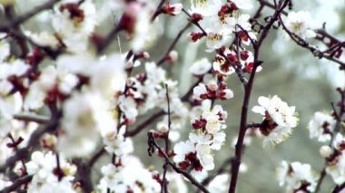 Blossom kayısı