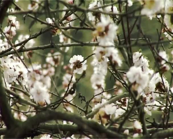 Albaricoque de flor — Vídeos de Stock