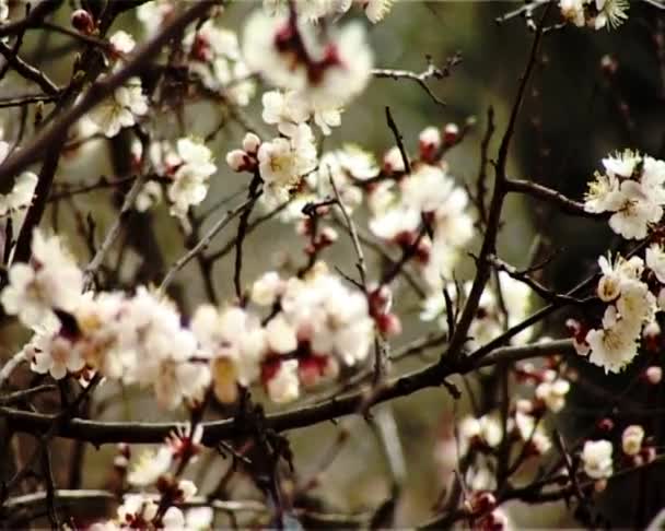 Blossom sárgabarack — Stock videók