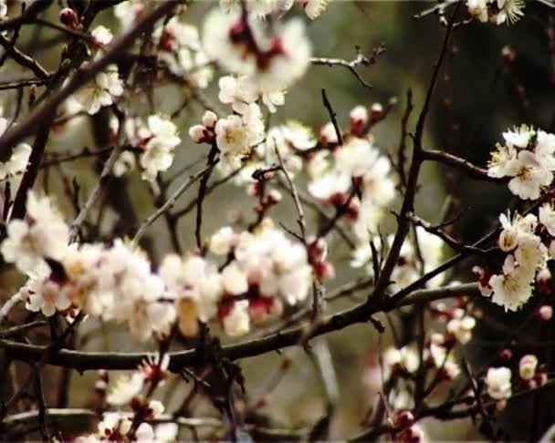 abricot fleuri 