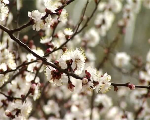 Blossom sárgabarack — Stock videók