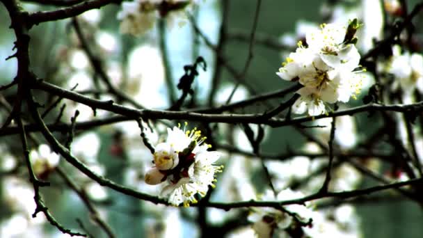Blossom kayısı — Stok video