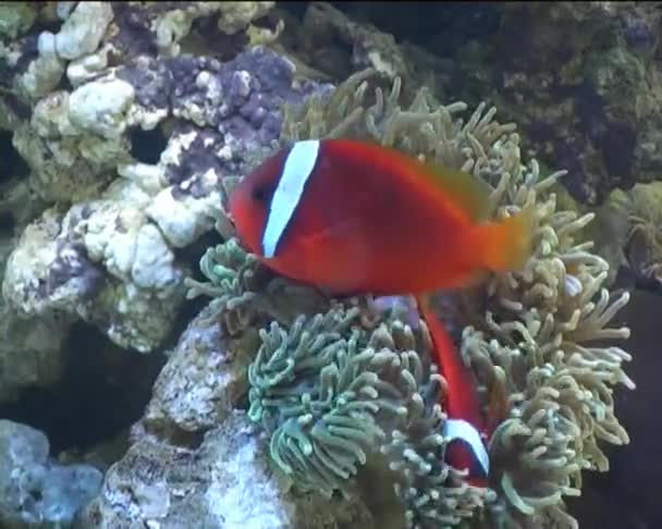 Peces de acuario — Vídeos de Stock