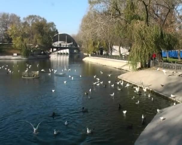 Vögel am Teich — Stockvideo