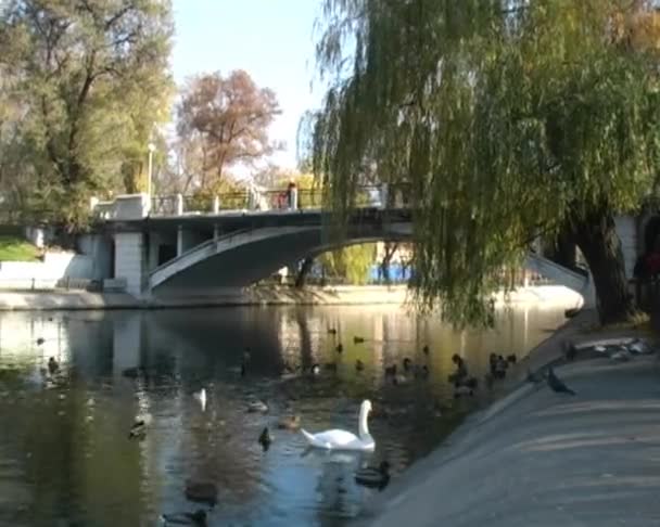 Vögel am Teich — Stockvideo