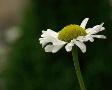 Camomiles