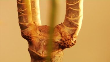 ejderha ağacın gövde (Dracaena marginatası)