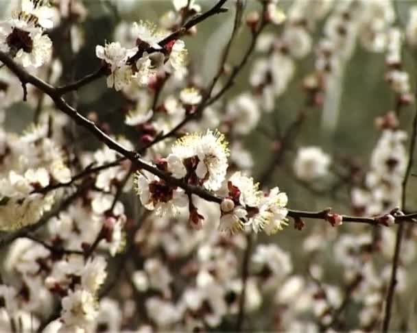 Marillenblüte — Stockvideo