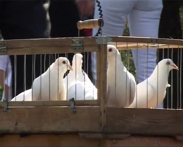 Białe gołębie — Wideo stockowe