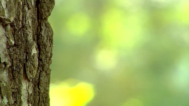 Poplar trunk close-up — Stock Video