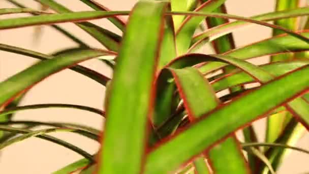 Dračí strom (dracaena marginata Tricolor) — Stock video