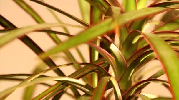 Dragon tree (dracaena marginata Tricolor) — Stock Video