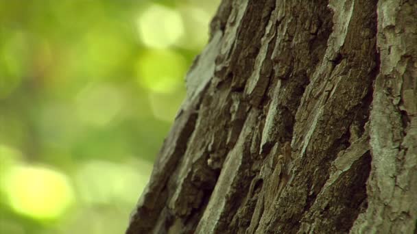 Poplar trunk close-up — Stock Video