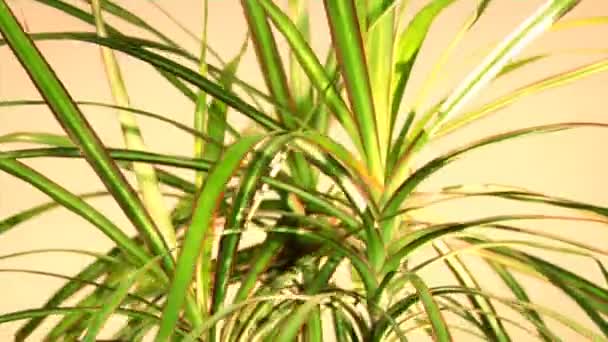 Dragon tree (dracaena marginata Tricolor) — Stockvideo