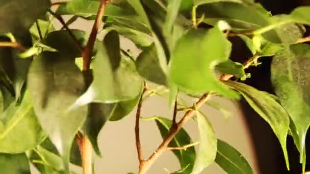 Fíkus (ficus benjamina linnaeus) — Stock video