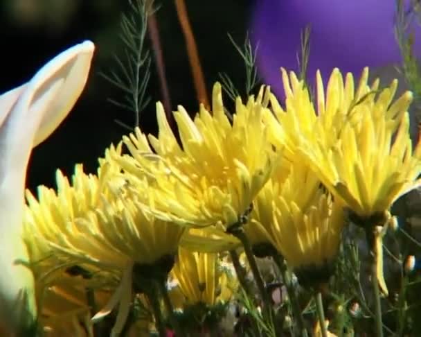 Celebrar las flores y las bolas — Vídeos de Stock