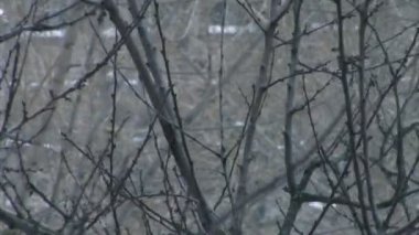 Kışın ağaç dalları