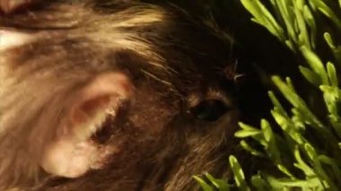 eskiden şiling şimdi domuz yeme