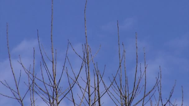 Nubes voladoras — Vídeos de Stock