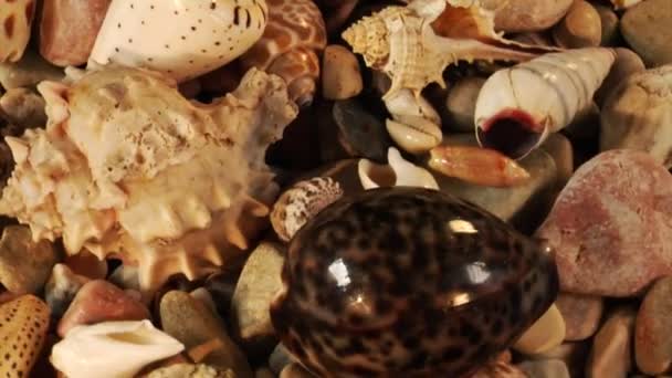 Петля вращающихся морских раковин — стоковое видео
