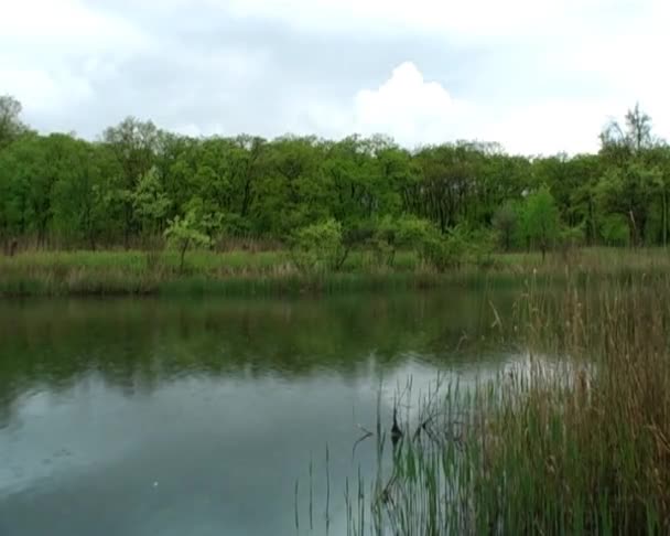 Río todavía — Vídeo de stock