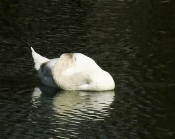 Biały łabędź — Wideo stockowe