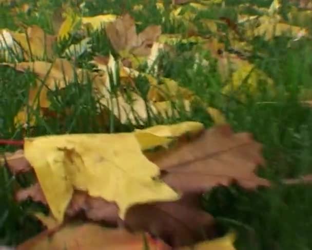 Genom de fallna löven — Stockvideo