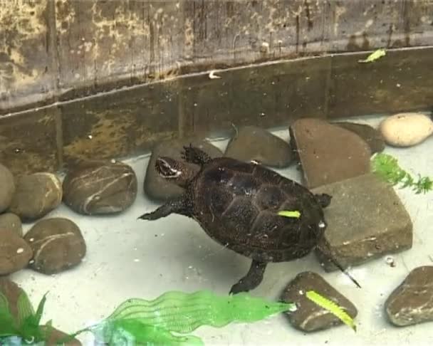 Schildpadden in water — Stockvideo