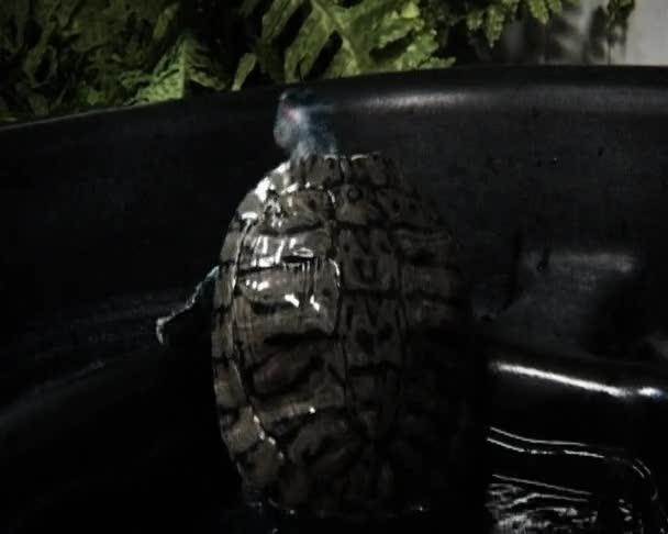 Schildpadden in water — Stockvideo