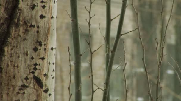 Branches d'arbres en hiver