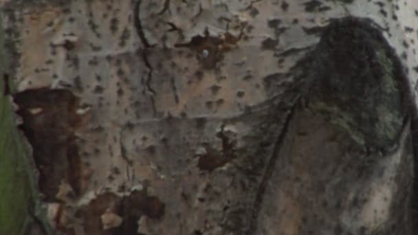 Κοντινό πλάνο του κορμού δέντρο — Αρχείο Βίντεο