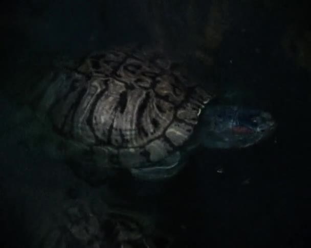 Schildpadden in water — Stockvideo