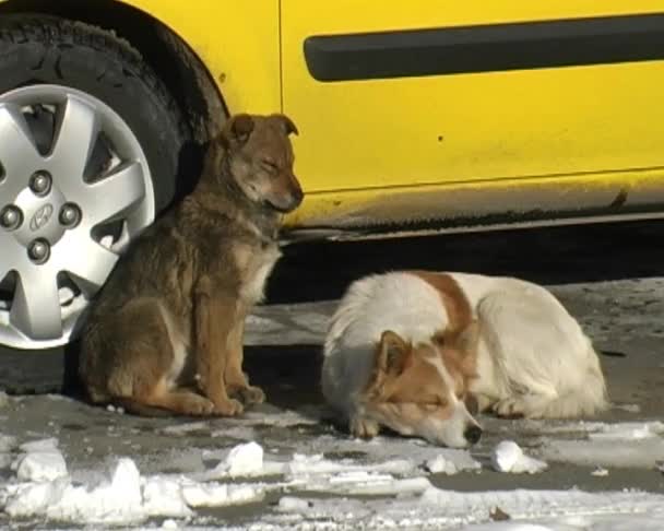 猎犬 — 图库视频影像