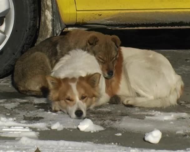 Cães de caça — Vídeo de Stock