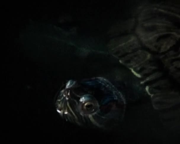 Tortues dans l'eau — Video