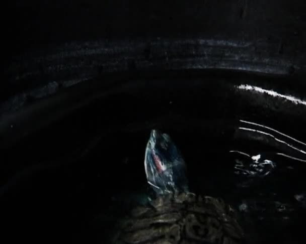 Schildkröten im Wasser — Stockvideo