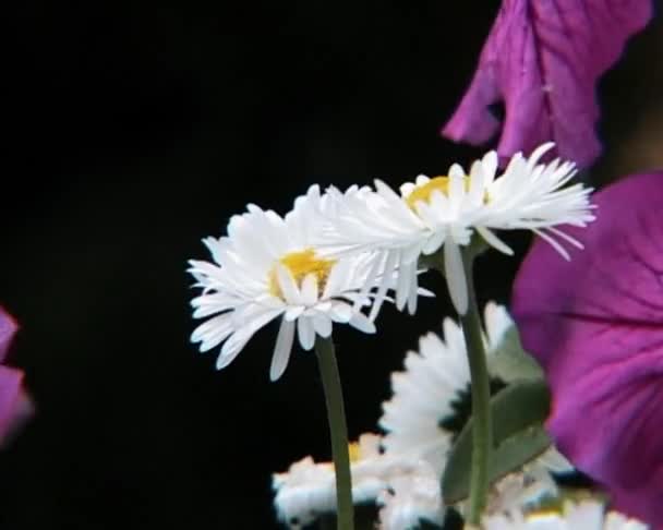 Gänseblümchen und Petunien — Stockvideo