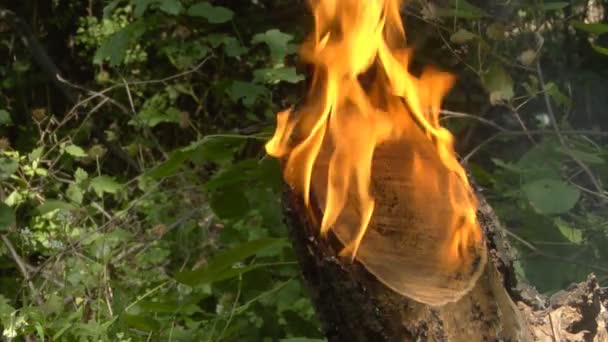 森林を火災します。 — ストック動画