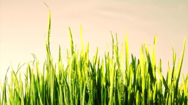 Green grass loopable background — Stock Video