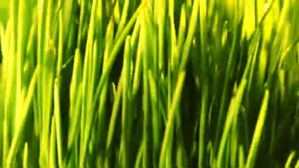 Groen gras loopbare achtergrond — Stockvideo