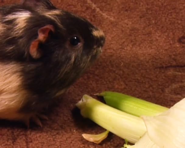 吃豚鼠 — 图库视频影像