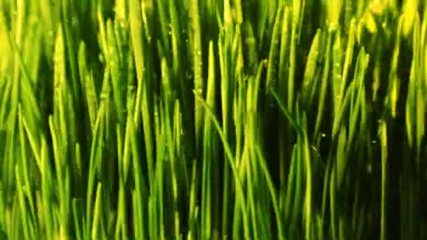 緑の草の単発の背景 — ストック動画