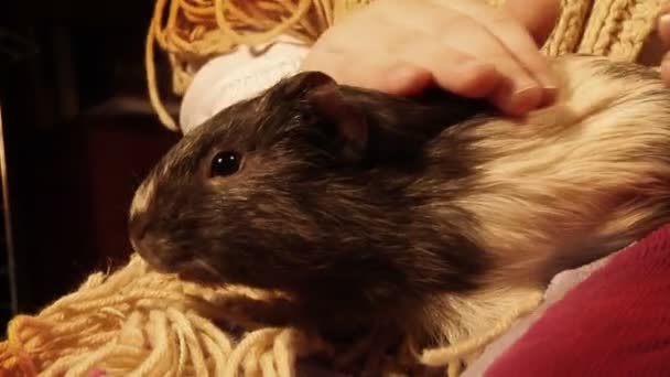 Guinea pig — Stock Video