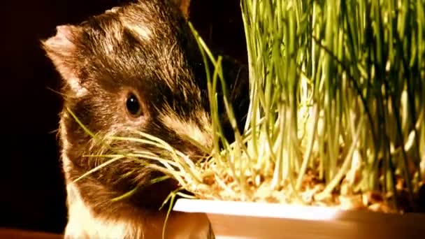 Meerschweinchen essen — Stockvideo